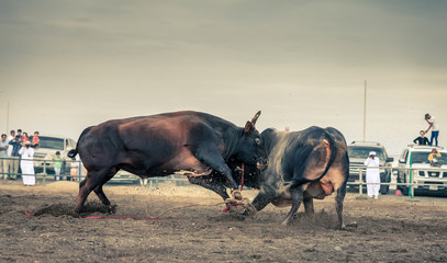 Bull fighting in Fujairah