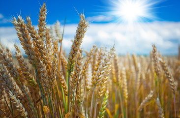 Spikelets of wheat in a field against a blue sky