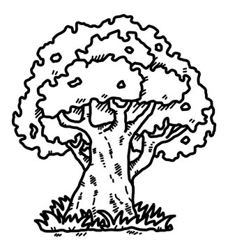 big tree / cartoon vector and illustration, black and white, hand drawn, sketch style, isolated on white background.