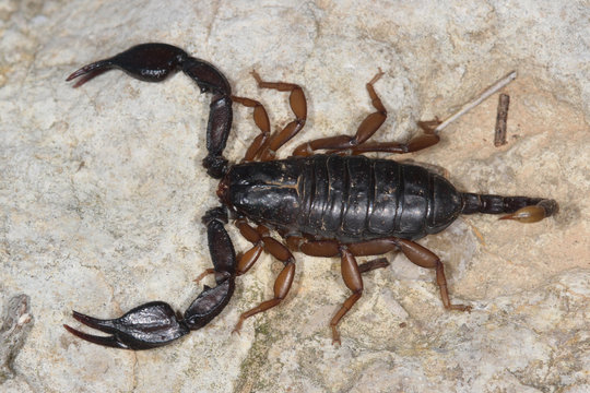 closeup of an european scorpion, euscorpius.
