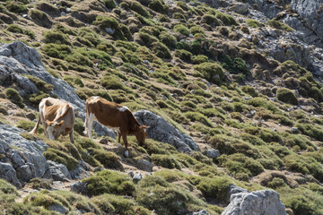 two cows freely roaming on mountain meadow in Corsica