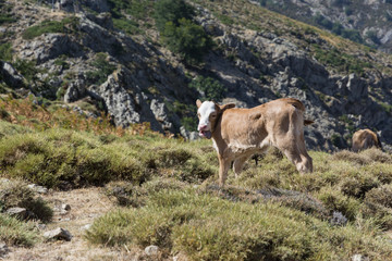 Naklejka na ściany i meble young calf freely roaming on mountain meadow in Corsica