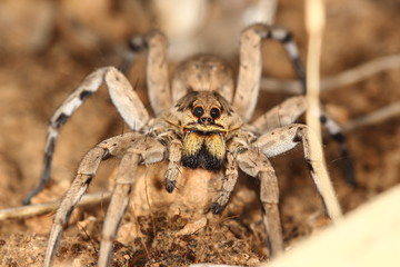 macro of a Spanish tarantula, biggest spanish spider lycosa hispanica.
