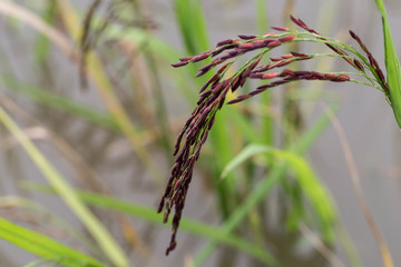 Closeup ear of reiceberry on sunshine and field background, Thailand
