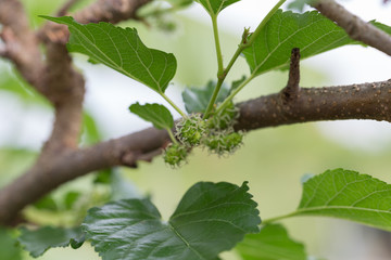 baby fruit of mulberry after cutting 2 weeks, Thailand