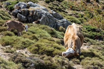 cow and young calf freely roaming on mountain meadow in Corsica