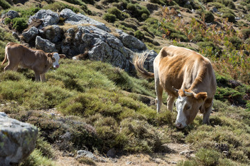 cow and young calf freely roaming on mountain meadow in Corsica