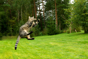 Cat jumping in air and playing