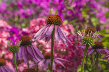 A beautiful pink flower is blooming in the summer garden.