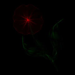 red flower on black background
