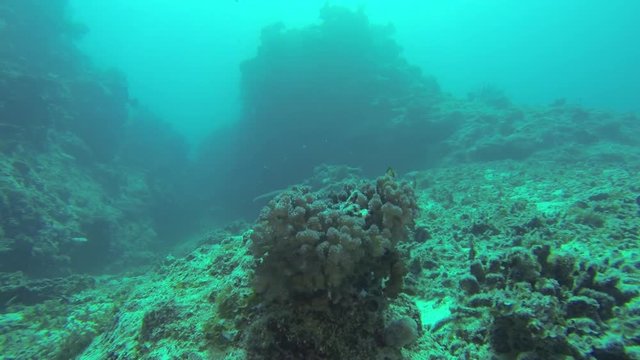 POV, Coral On Ocean Floor