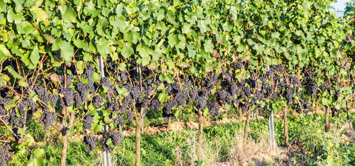 Reife Weinreben. Erntezeit. Spätsommer. Rheingau Deutschland.