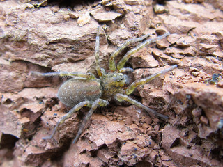 closeup of a spider, wolf spider tarantula.
