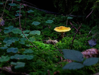 Pilze im Märchenwald