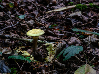 Pilze im Märchenwald