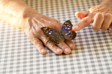 Hands Holding Butterfly - obrazy, fototapety, plakaty