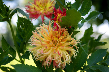 Dahlias

