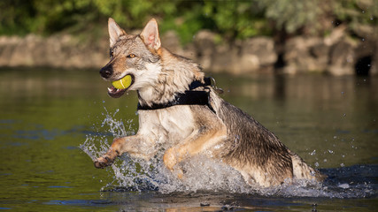 Czechoslovakian Wolfdog retrieving a ball from water, Italy