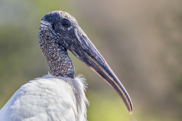 Wood stork portrait (Mycteria americana), Florida, United states of america
