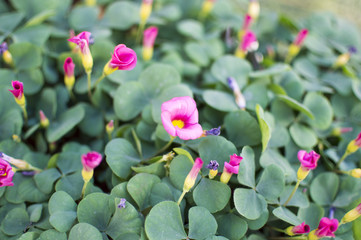 Blooming small flowers with green leaves in nursery