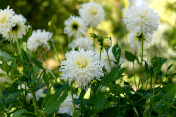 Dahlias

