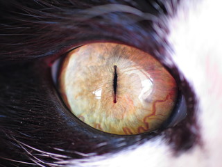 macro of a cat eye