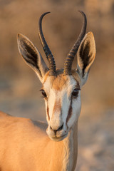 Springbok portrait (Antidorcas marsupialis), Etosha National Park, Namibia