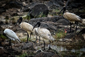 black headed ibis