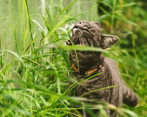 The cat is eating grass in the park.