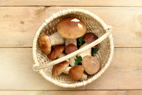  forest gifts of the first category/ white boletus in a wicker basket on a wooden table top view