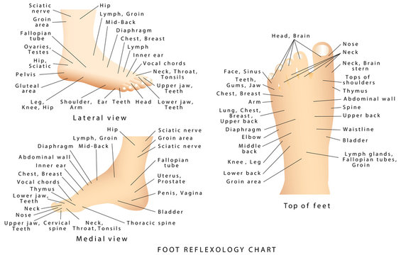 Reflexology Chart