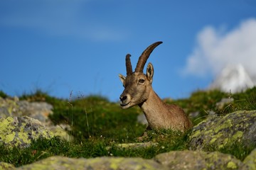 Ibex alpine