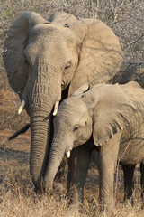 Fototapeta na wymiar animali parco kruger sud africa elefante