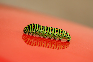 macro / closeuo green Caterpillar on red background