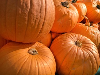 Kürbisse - Cucurbita 