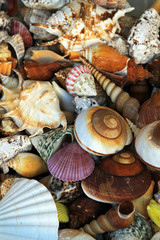 Shells and snails