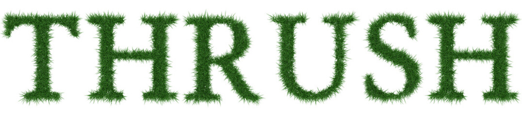 Thrush - 3D rendering fresh Grass letters isolated on whhite background.