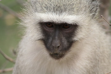 scimmia cercopiteco sud africa parco kruger natura 