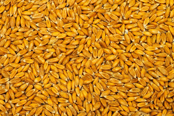 Wheat grain texture