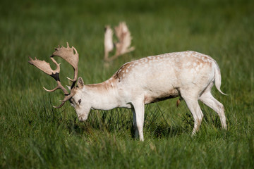 Mammals - Fallow Deer, Dama dama