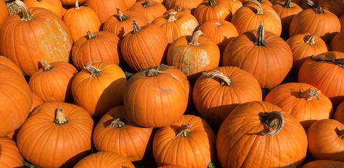 Many pumpkins for Halloween