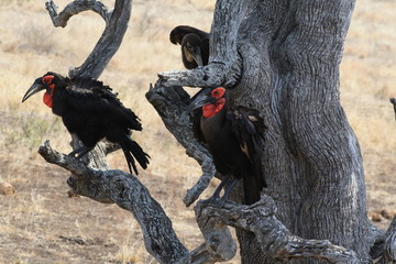 uccelli sudfrica parco kruger natura