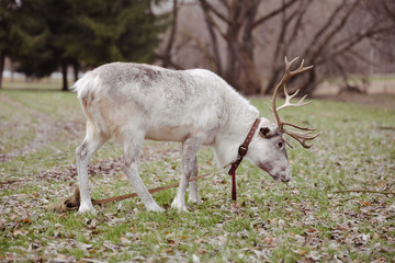 reindeer walks in the park in spring or autumn