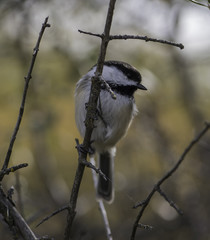 Naklejka premium Chickadee