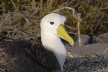 Waved Albatross (Phoebastria irrorata) portrait, Punta Suarez, Espanola, Galapagos Islands