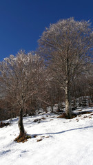 Fototapeta premium Inverno in montagna, neve e ghiaccio nel bosco