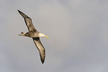 Waved Albatross (Phoebastria irrorata) flying, Punta Suarez, Espanola, Galapagos Islands