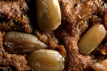 Macro texture of rye bread with sunflower seeds