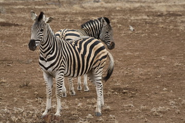 Fototapeta na wymiar animali zebre sud africa parco