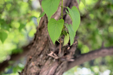 Syringa bush leaves on a blurry garden background